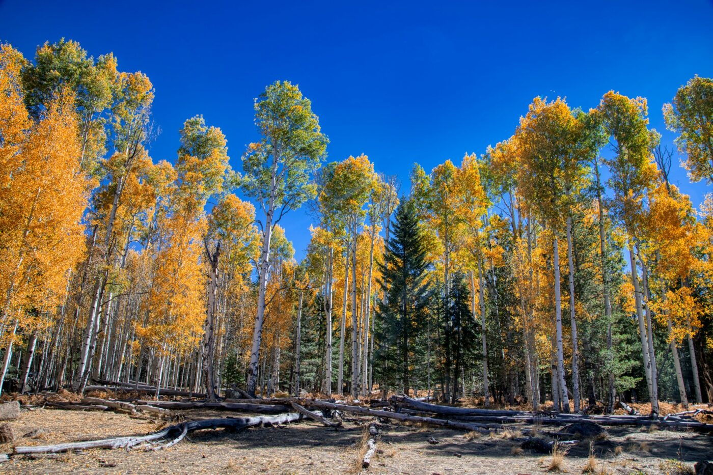 LASIK in Flagstaff, AZ